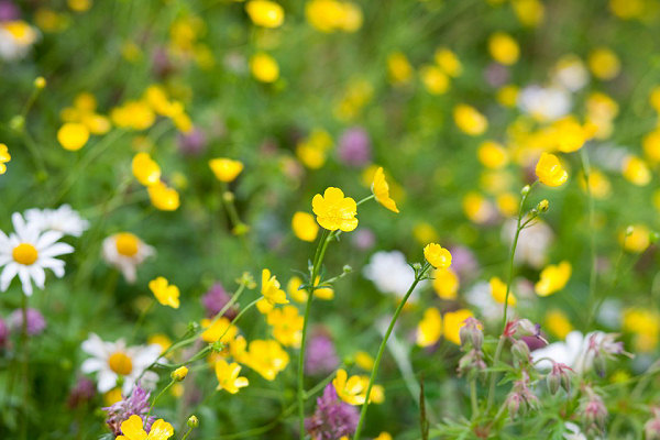 Wild meadow flowers growing in a rewilded lawn after a month
