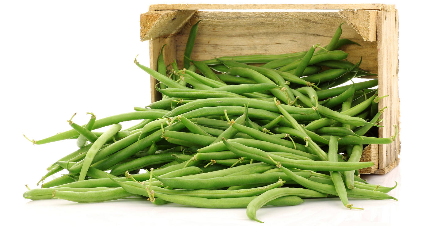 Green beans and french beans grown in Wales
