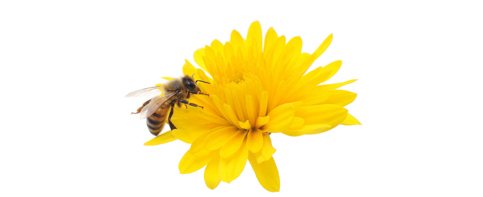 Honey bee on flower, ideal for all pollinating insects