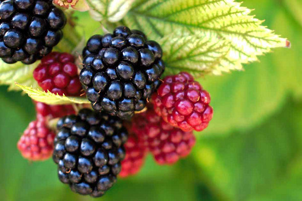 Blackberries foraged from hedgerows