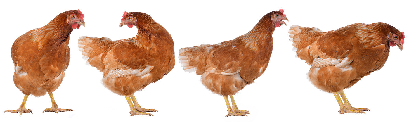 Adopting chickens as laying hens