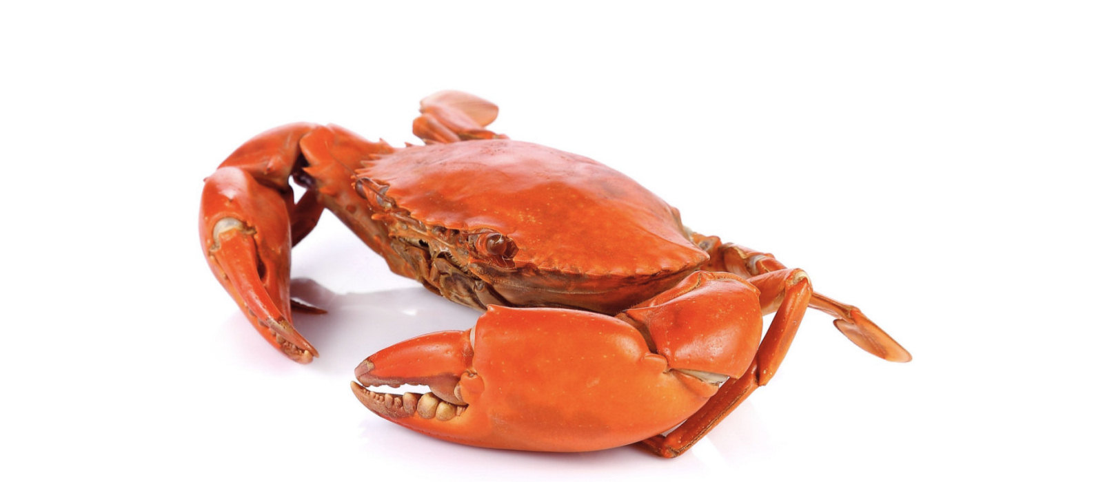 Crab, illustrating shellfish foraging and fishing
