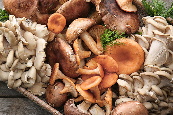 Mushrooms, illustrating foraged fungi