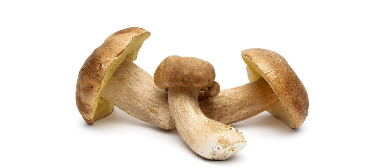 Mushrooms foraged in Wales.