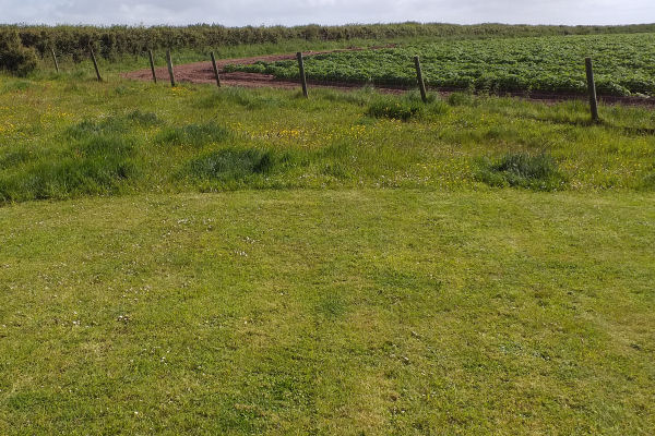 No mow part of a closely cut lawn