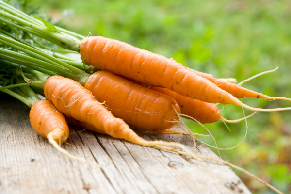 Using egg boxes to bring on seedlings