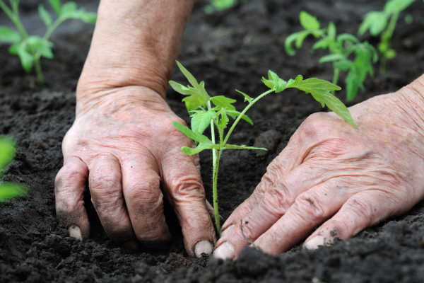 Propogating seedlings in old toilet rolls