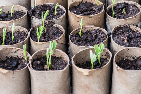 Using egg boxes to bring on seedlings