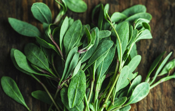 Sea Purslane foraged free in Wales