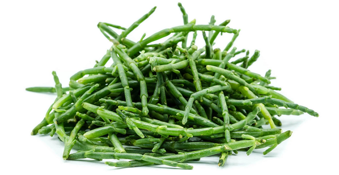Foraged samphire or sea asparagus from the Welsh coastline