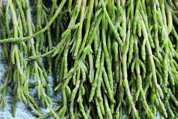 Free, foraged Samphire or 'sea asparagus'