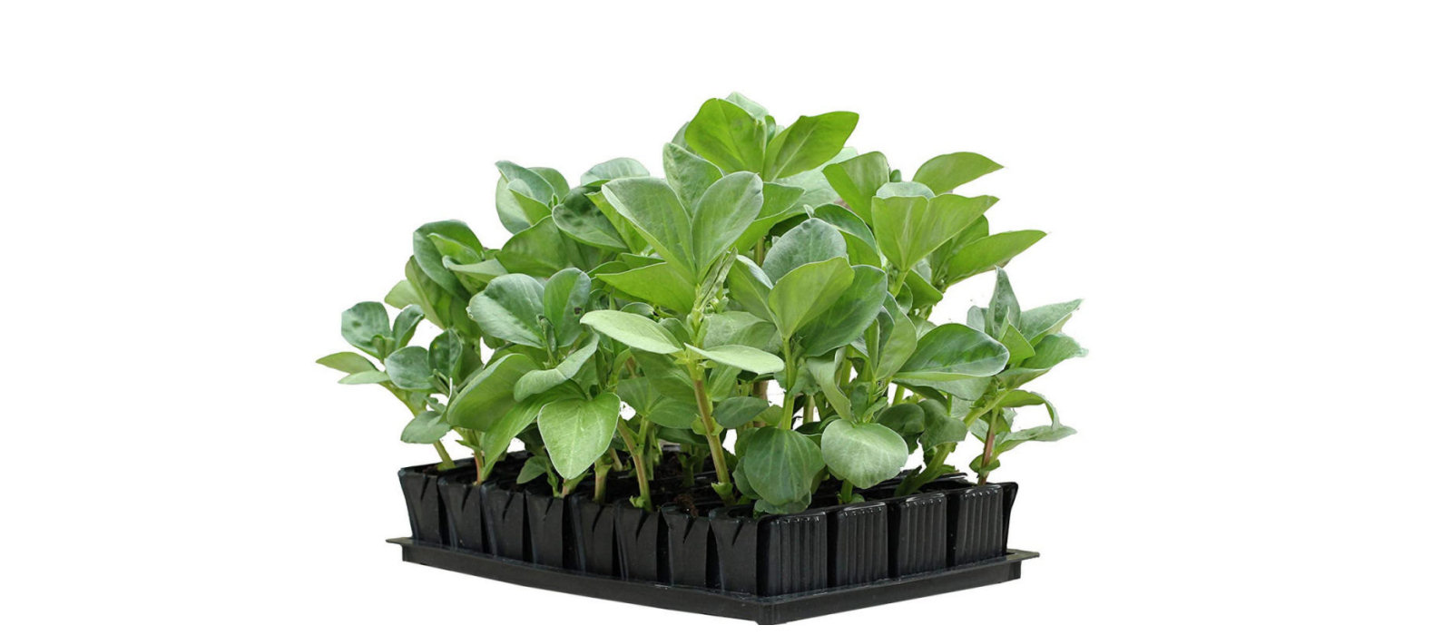 Propogated seedlings ready to plant out.