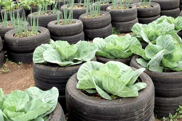 Using recycled tires as raised beds