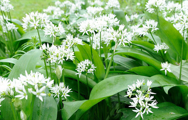 Wild garlic in Pembrokeshire